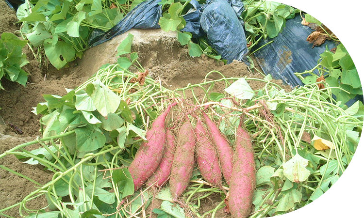 豊富な栄養素を含む!<br>準完全食品との呼び声も