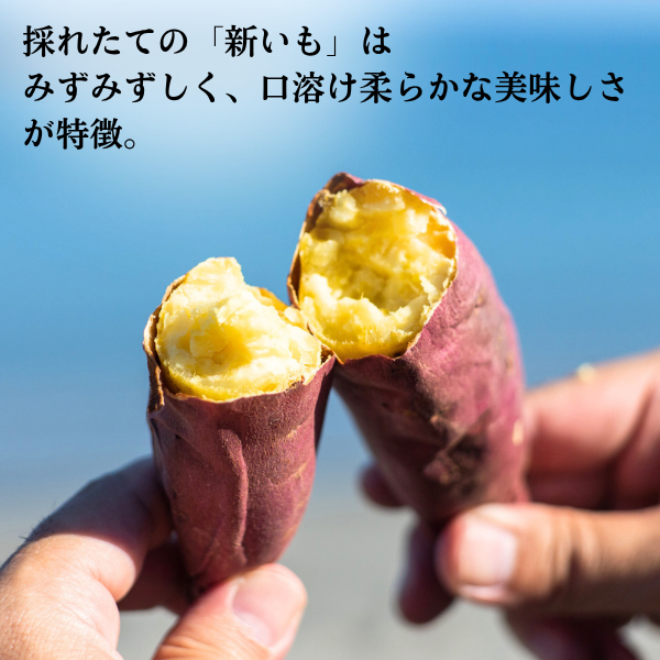 【令和8年産　新いも】なると金時「里むすめ」５㎏の商品画像 4