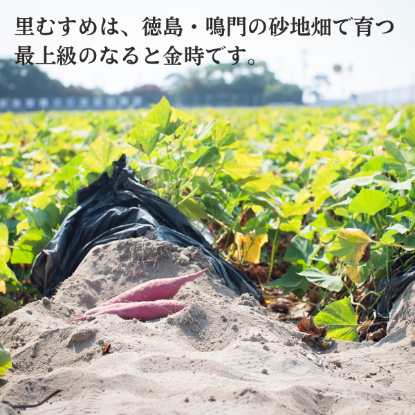 里むすめ・焼き芋アイスの商品画像 2