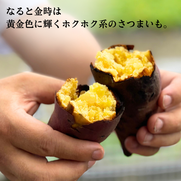 【令和8年産 里むすめ】スティック金時 5kgの商品画像 3